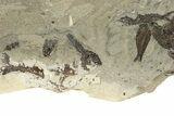 Unprepped Fossil Fish Mortality Plate - Wyoming #257202-1